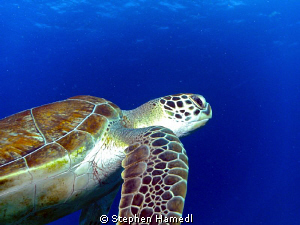 Sea Turtle.  I had a close encounter with several sea tur... by Stephen Hamedl 
